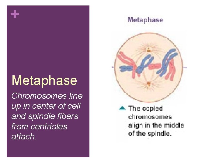 + Metaphase Chromosomes line up in center of cell and spindle fibers from centrioles