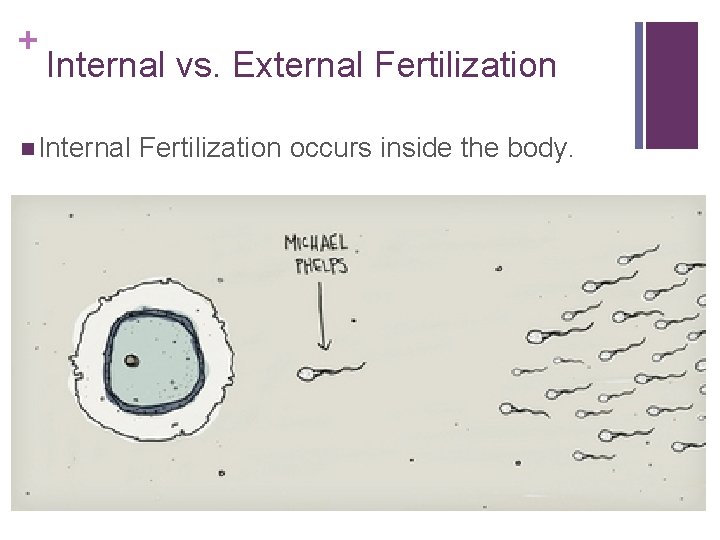 + Internal vs. External Fertilization n Internal Fertilization occurs inside the body. 