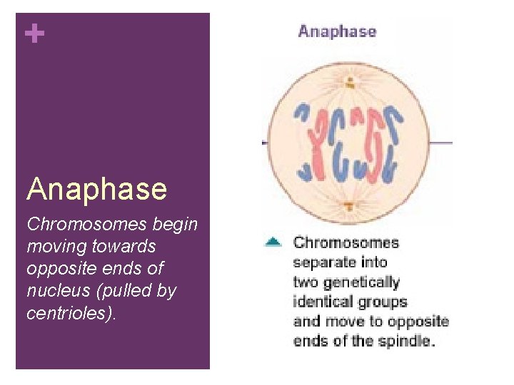 + Anaphase Chromosomes begin moving towards opposite ends of nucleus (pulled by centrioles). 