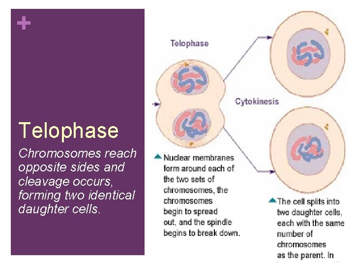 + Telophase Chromosomes reach opposite sides and cleavage occurs, forming two identical daughter cells.