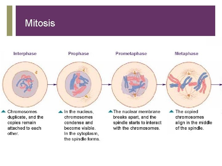 Mitosis + 