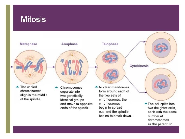 Mitosis + 