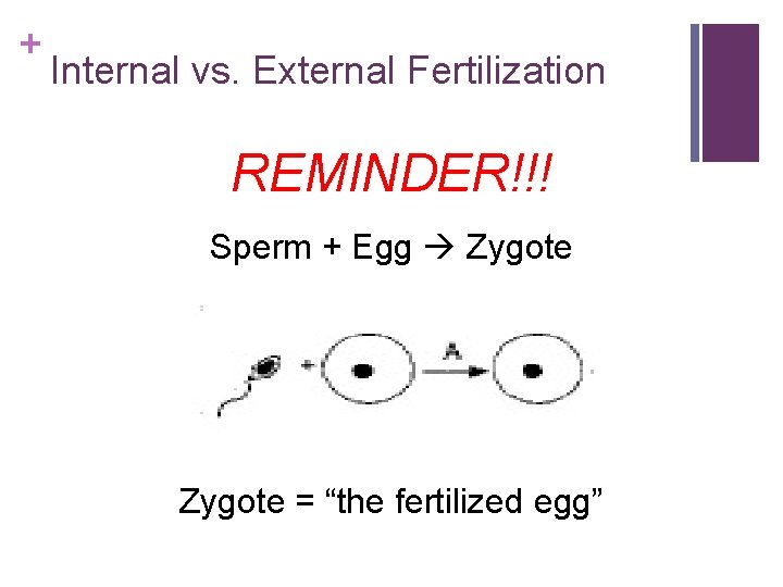 + Internal vs. External Fertilization REMINDER!!! Sperm + Egg Zygote = “the fertilized egg”