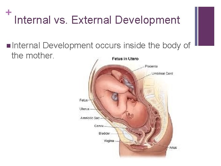 + Internal vs. External Development n Internal Development occurs inside the body of the