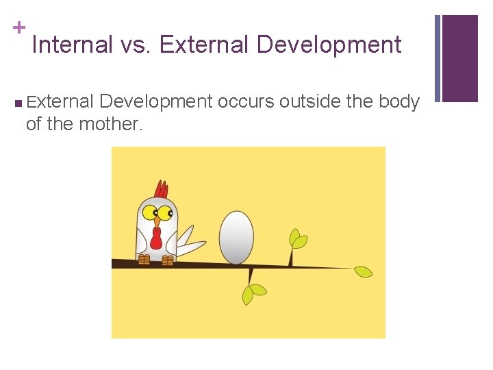 + Internal vs. External Development n External Development occurs outside the body of the