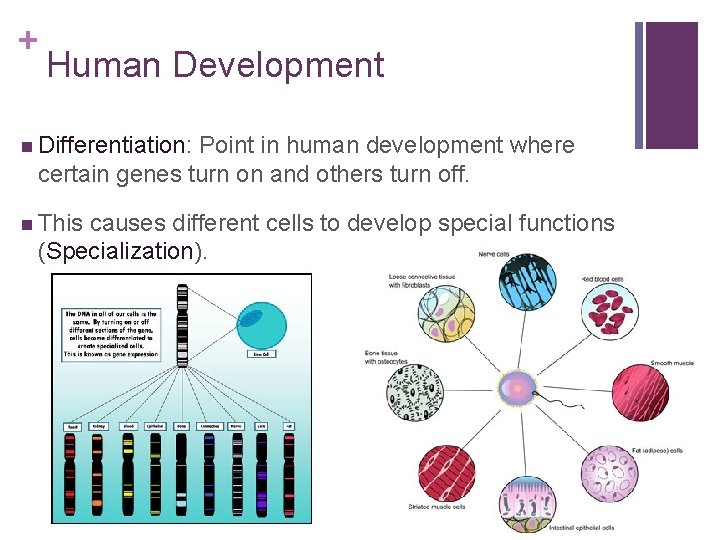 + Human Development n Differentiation: Point in human development where certain genes turn on