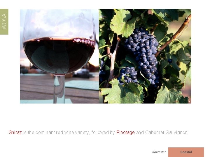 Shiraz is the dominant red-wine variety, followed by Pinotage and Cabernet Sauvignon. 