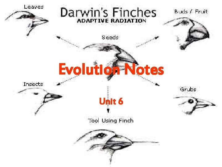 Evolution Notes Unit 6 