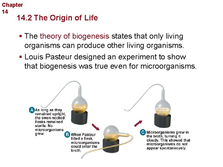 Chapter 14 The History of Life 14. 2 The Origin of Life § The