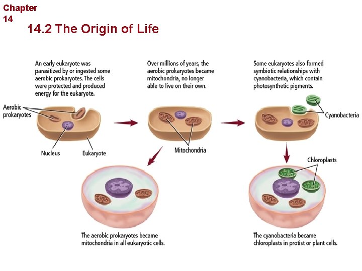 Chapter 14 The History of Life 14. 2 The Origin of Life 