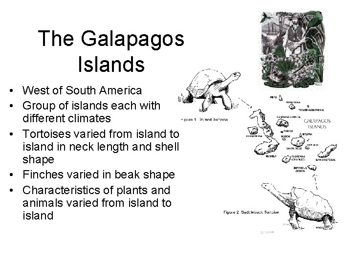 The Galapagos Islands • West of South America • Group of islands each with