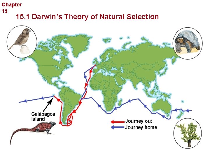 Chapter 15 Evolution 15. 1 Darwin’s Theory of Natural Selection 