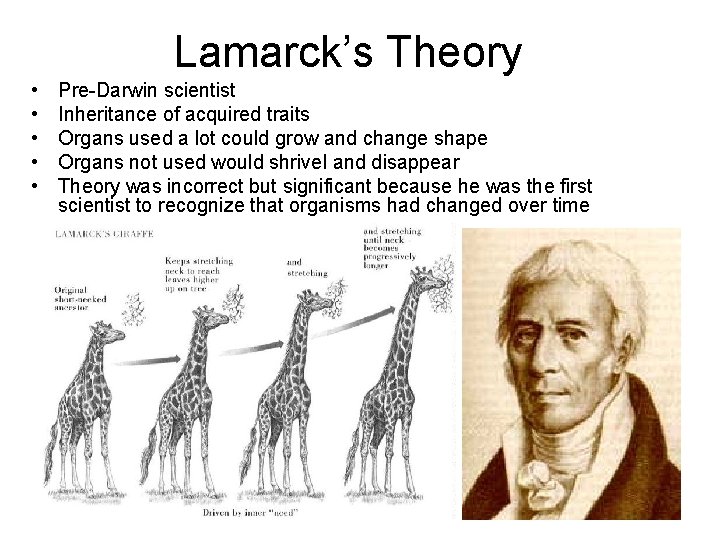 Lamarck’s Theory • • • Pre-Darwin scientist Inheritance of acquired traits Organs used a