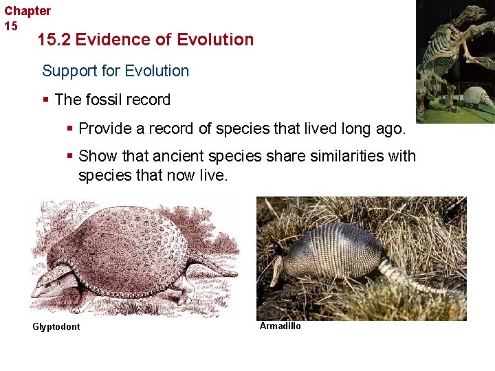 Chapter 15 Evolution 15. 2 Evidence of Evolution Support for Evolution § The fossil