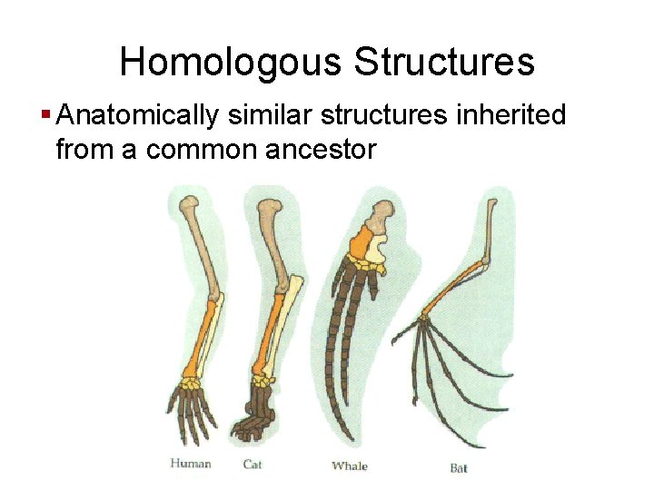 Homologous Structures § Anatomically similar structures inherited from a common ancestor 