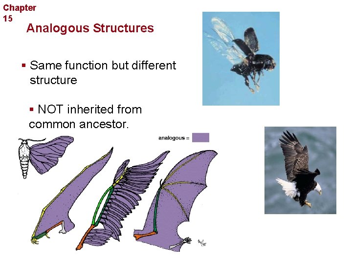 Chapter 15 Evolution Analogous Structures § Same function but different structure § NOT inherited