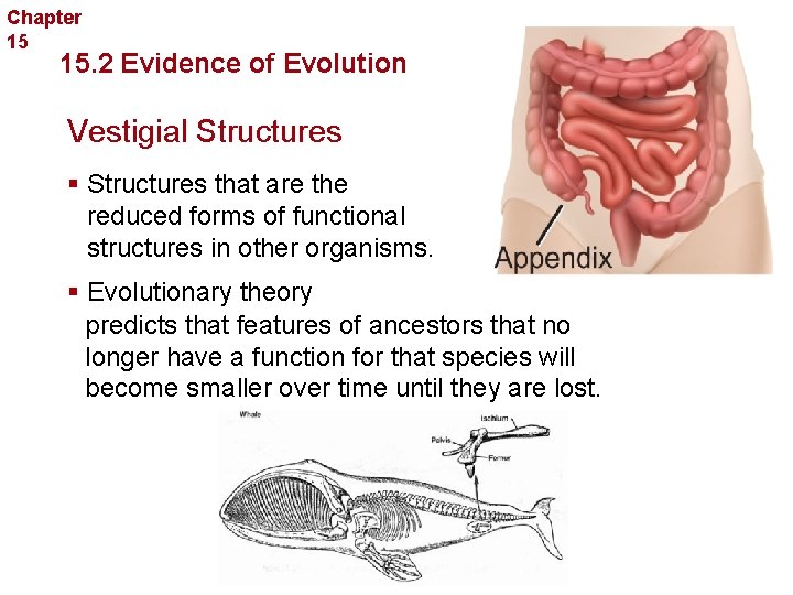 Chapter 15 Evolution 15. 2 Evidence of Evolution Vestigial Structures § Structures that are