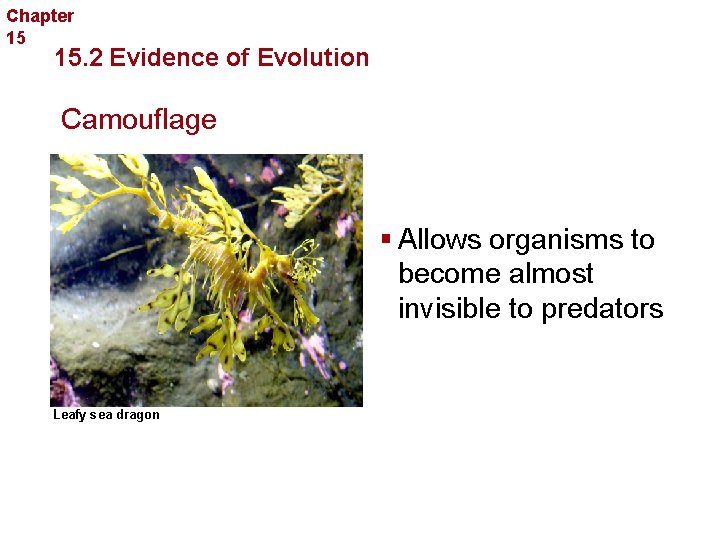 Chapter 15 Evolution 15. 2 Evidence of Evolution Camouflage § Allows organisms to become