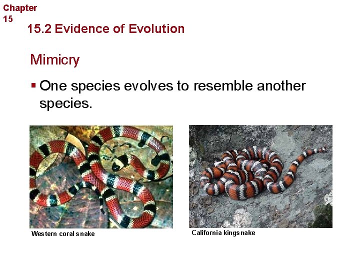 Chapter 15 Evolution 15. 2 Evidence of Evolution Mimicry § One species evolves to