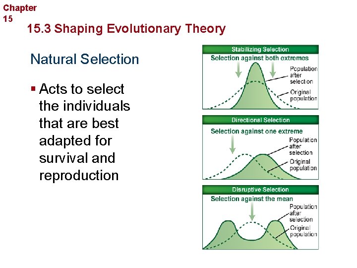 Chapter 15 Evolution 15. 3 Shaping Evolutionary Theory Natural Selection § Acts to select