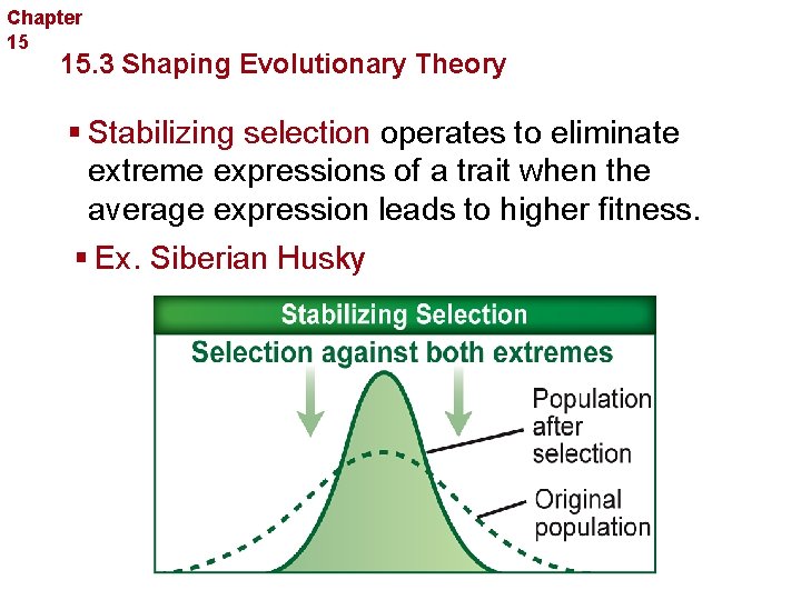 Chapter 15 Evolution 15. 3 Shaping Evolutionary Theory § Stabilizing selection operates to eliminate