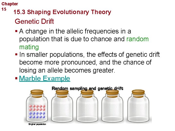 Chapter 15 Evolution 15. 3 Shaping Evolutionary Theory Genetic Drift § A change in