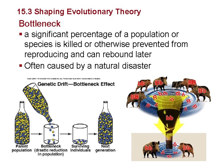 Evolution 15. 3 Shaping Evolutionary Theory Bottleneck § a significant percentage of a population