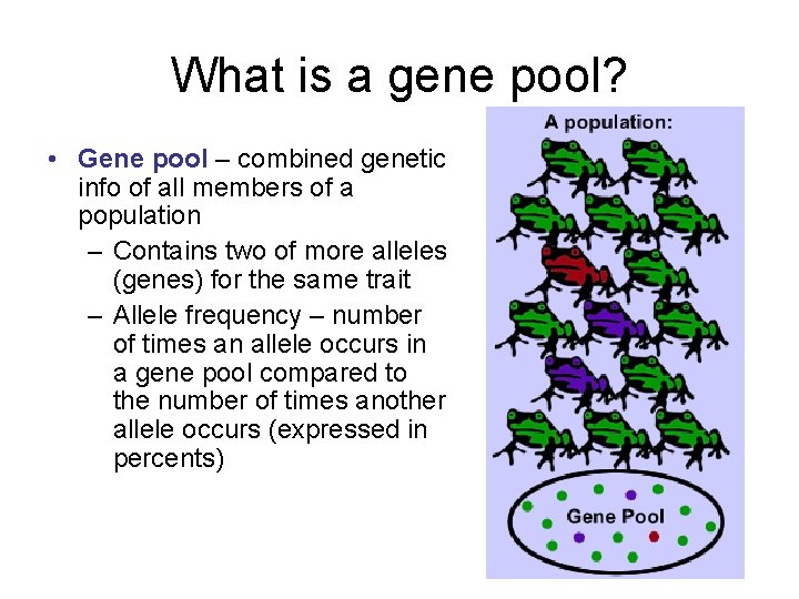 What is a gene pool? • Gene pool – combined genetic info of all