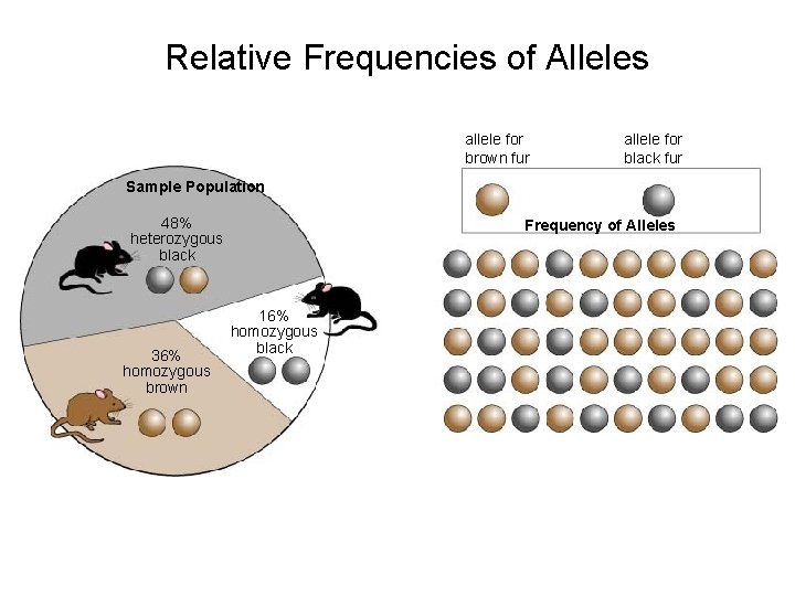 Relative Frequencies of Alleles Section 16 -1 allele for brown fur allele for black