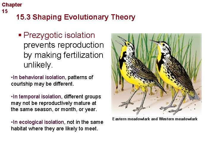 Chapter 15 Evolution 15. 3 Shaping Evolutionary Theory § Prezygotic isolation prevents reproduction by