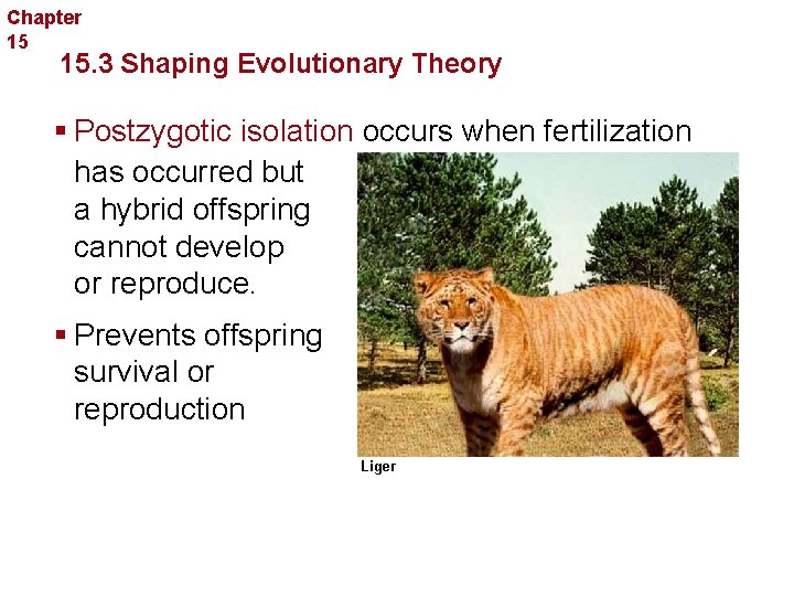 Chapter 15 Evolution 15. 3 Shaping Evolutionary Theory § Postzygotic isolation occurs when fertilization