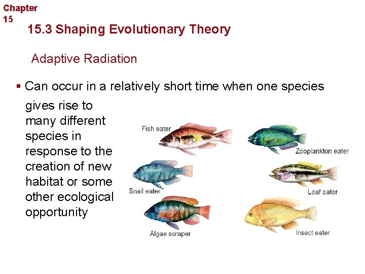 Chapter 15 Evolution 15. 3 Shaping Evolutionary Theory Adaptive Radiation § Can occur in