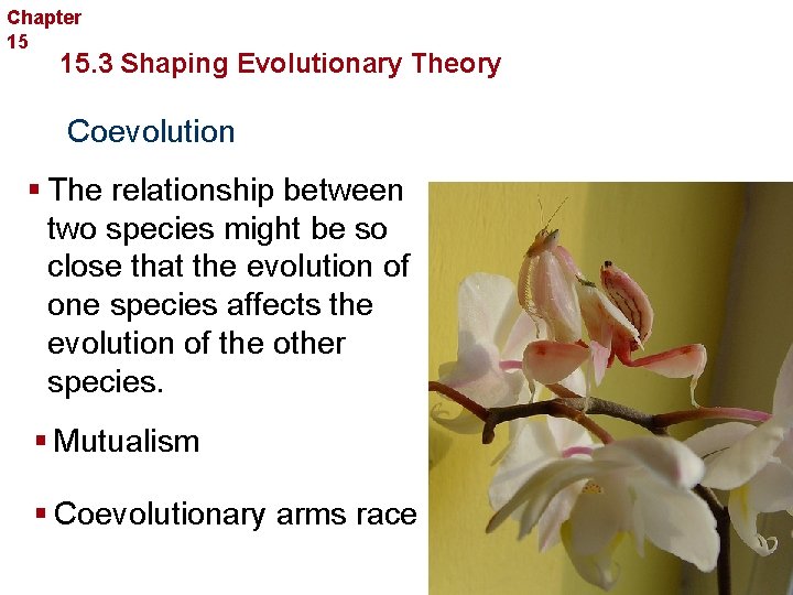 Chapter 15 Evolution 15. 3 Shaping Evolutionary Theory Coevolution § The relationship between two