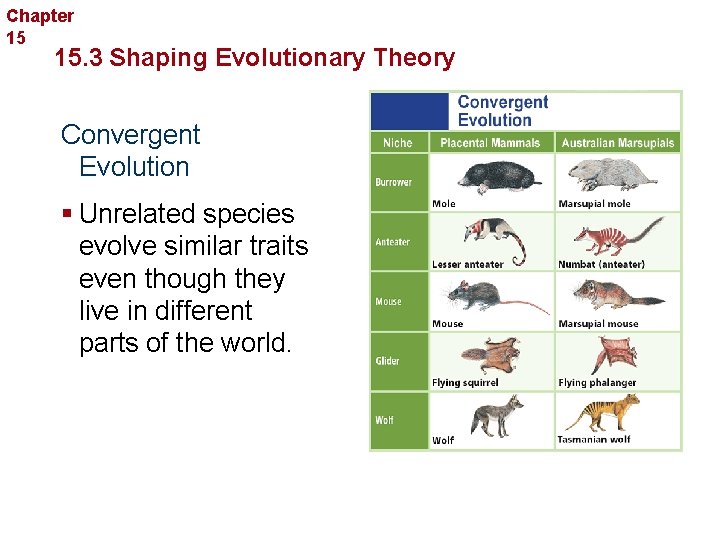 Chapter 15 Evolution 15. 3 Shaping Evolutionary Theory Convergent Evolution § Unrelated species evolve