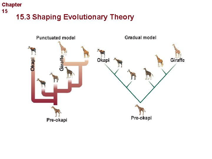 Chapter 15 Evolution 15. 3 Shaping Evolutionary Theory 