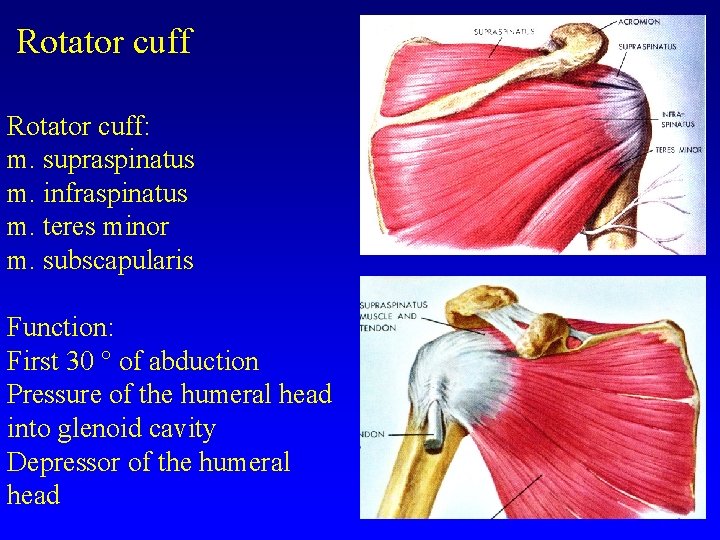 Rotator cuff: m. supraspinatus m. infraspinatus m. teres minor m. subscapularis Function: First 30