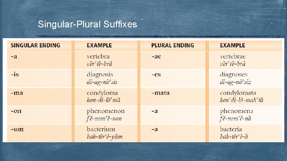 Singular-Plural Suffixes 