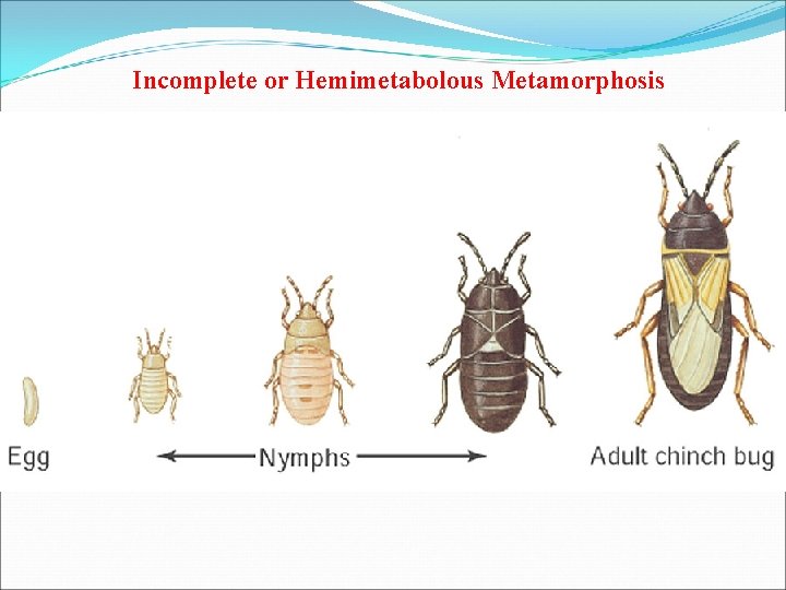 Incomplete or Hemimetabolous Metamorphosis 