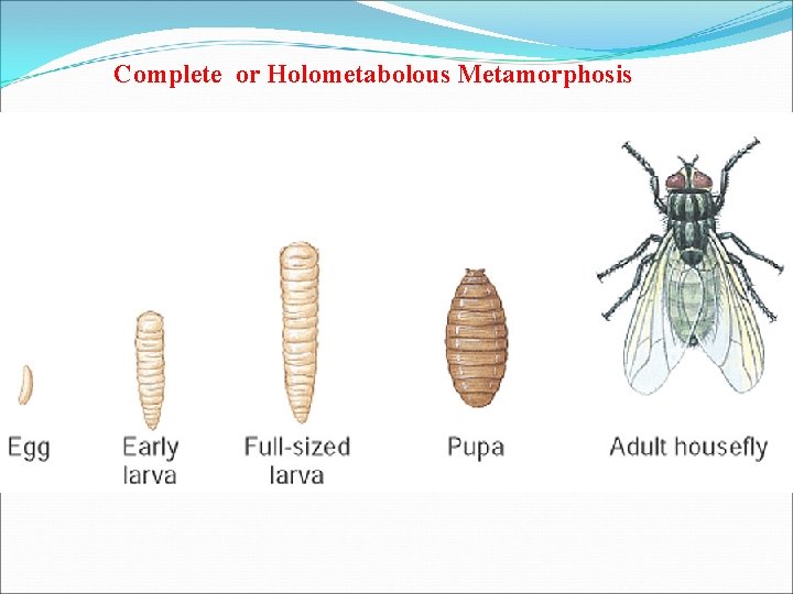 Complete or Holometabolous Metamorphosis 