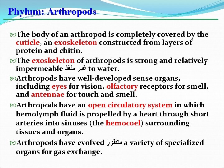 Phylum: Arthropods The body of an arthropod is completely covered by the cuticle, an