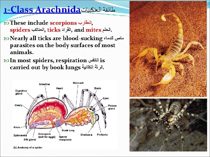 1 -Class Arachnida ﻃﺎﺋﻔﺔ ﺍﻟﻌﻨﻜﺒﻴﺎﺕ These include scorpions ﺍﻟﻌﻘﺎﺭﺏ , spiders ﺍﻟﻌﻨﺎﻛﺐ , ticks