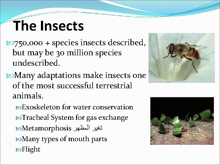 The Insects 750, 000 + species insects described, but may be 30 million species