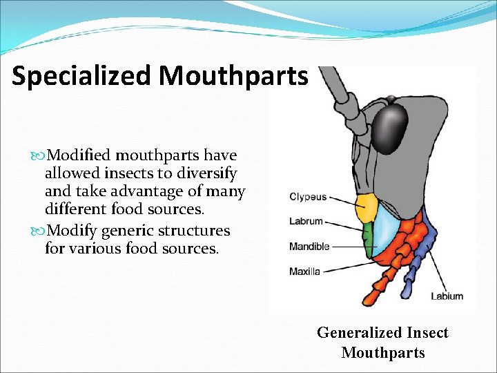 Specialized Mouthparts Modified mouthparts have allowed insects to diversify and take advantage of many