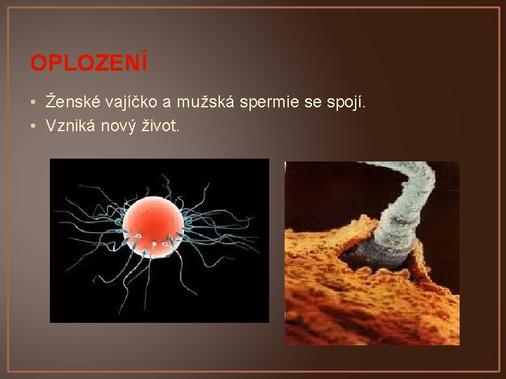 OPLOZENÍ • Ženské vajíčko a mužská spermie se spojí. • Vzniká nový život. 