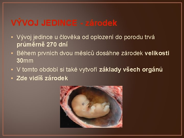 VÝVOJ JEDINCE - zárodek • Vývoj jedince u člověka od oplození do porodu trvá