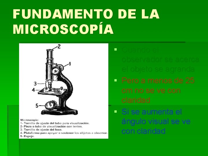 FUNDAMENTO DE LA MICROSCOPÍA § Cuando el observador se acerca el objeto se agranda FUNDAMENTO DE LA MICROSCOPÍA § Cuando el observador se acerca el objeto se agranda