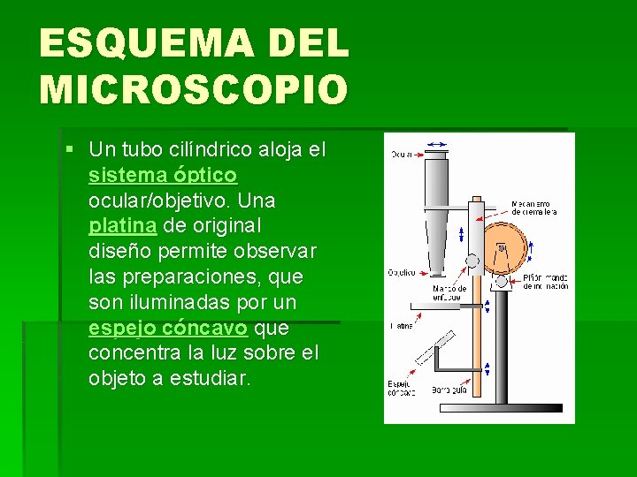 ESQUEMA DEL MICROSCOPIO § Un tubo cilíndrico aloja el sistema óptico ocular/objetivo. Una platina ESQUEMA DEL MICROSCOPIO § Un tubo cilíndrico aloja el sistema óptico ocular/objetivo. Una platina