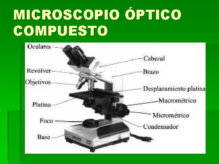 MICROSCOPIO ÓPTICO COMPUESTO MICROSCOPIO ÓPTICO COMPUESTO