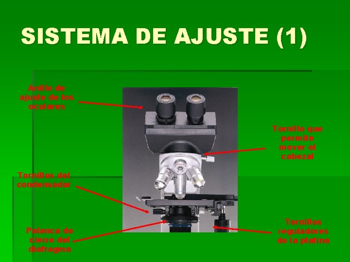 SISTEMA DE AJUSTE (1) Anillo de ajuste de los oculares Tornillo que permite mover SISTEMA DE AJUSTE (1) Anillo de ajuste de los oculares Tornillo que permite mover