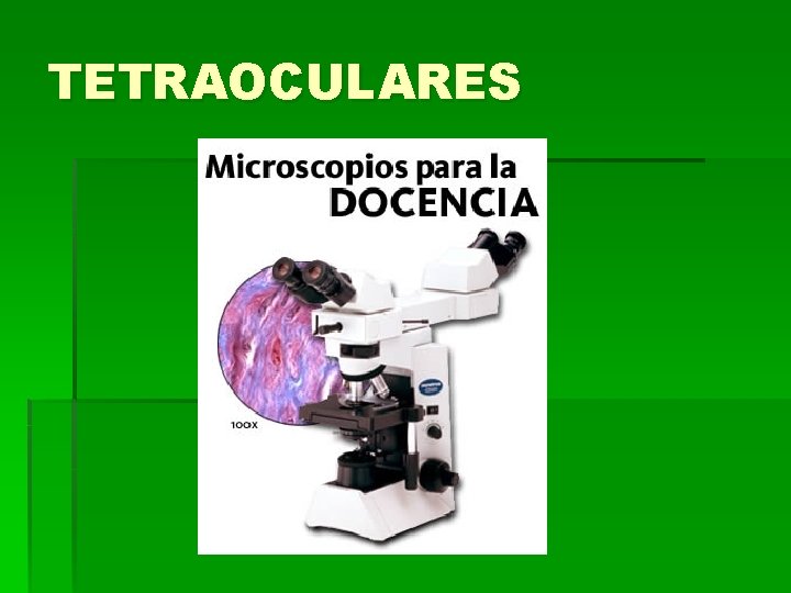 TETRAOCULARES TETRAOCULARES